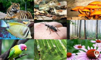 What is Biodiversity? Why Is It Important?