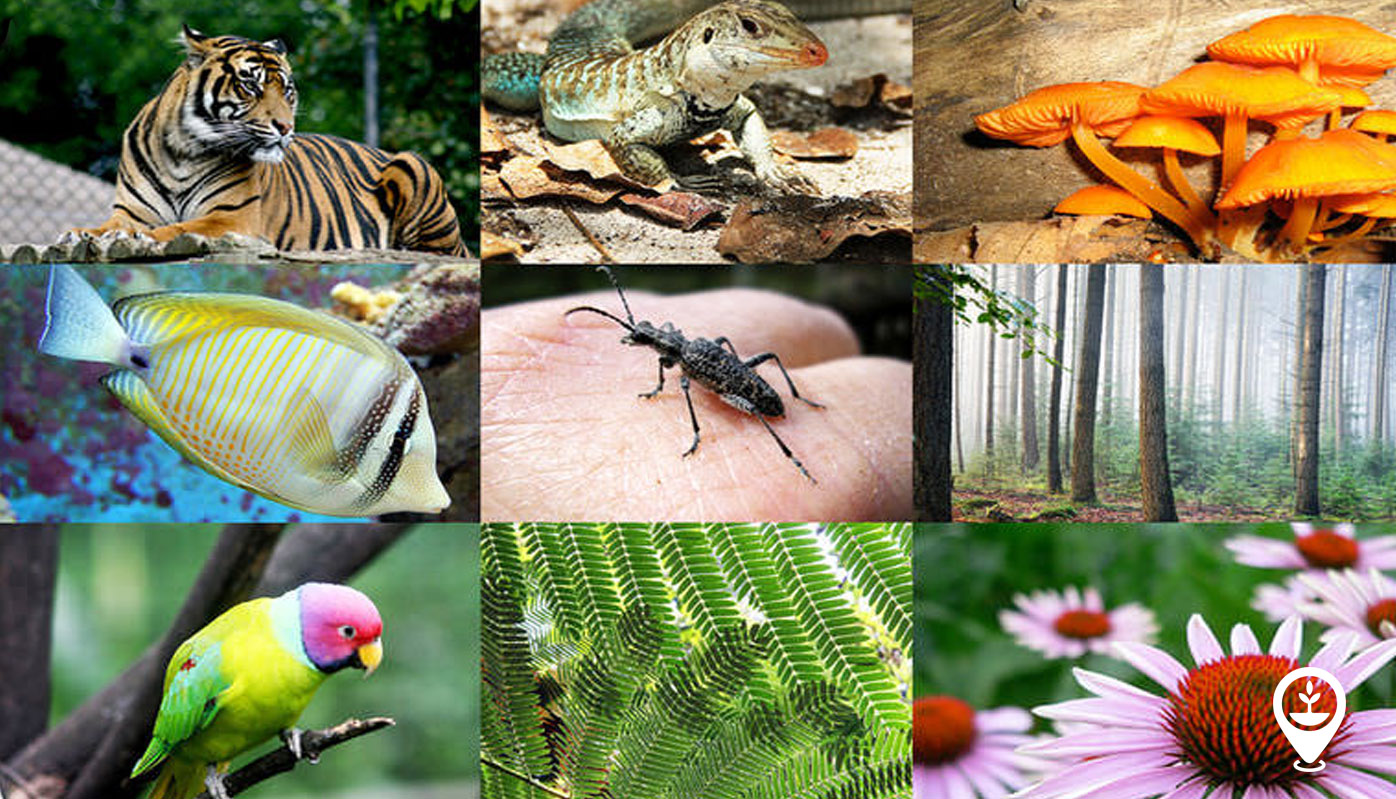 What is Biodiversity? Why Is It Important?