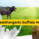 The Marvel of Wellhealthorganic Buffalo Milk Tag