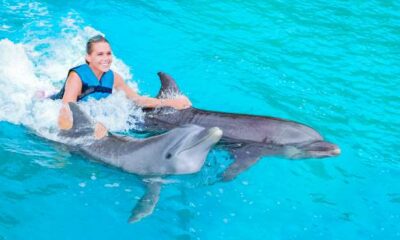 Exploring the World of Dolphins with Dolphin Discovery Group
