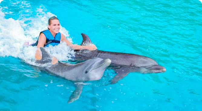Exploring the World of Dolphins with Dolphin Discovery Group