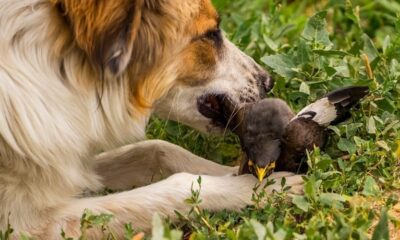 Expert Advice: Handling the Situation When Your Dog Consumes a Dead Bird