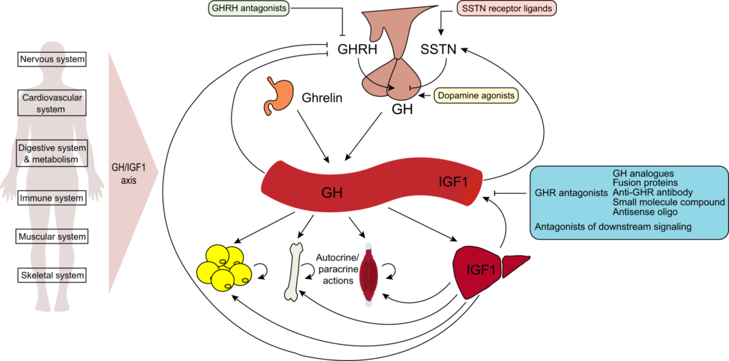 Key Considerations When Using Growth Hormone Secretagogues