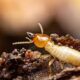 The Lifecycle of Termites and Effective Control Measures
