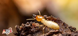 The Lifecycle of Termites and Effective Control Measures