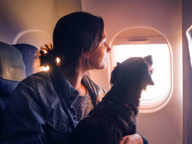 Your Expert Pet Guide Calm your paws & get your travel mode on 