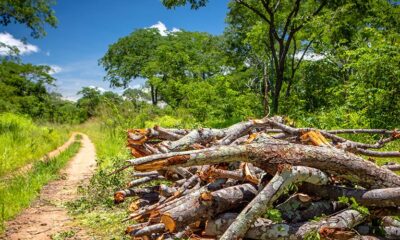 How To Make Your Next Forestry Project More Eco-Friendly