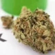 What Sets Apart Medical Marijuana from Street Marijuana in Louisiana?