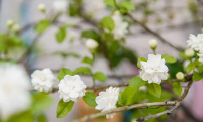 The Elegance of Jasmine Blooms: A Guide to their Beauty and Care