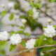 The Elegance of Jasmine Blooms: A Guide to their Beauty and Care