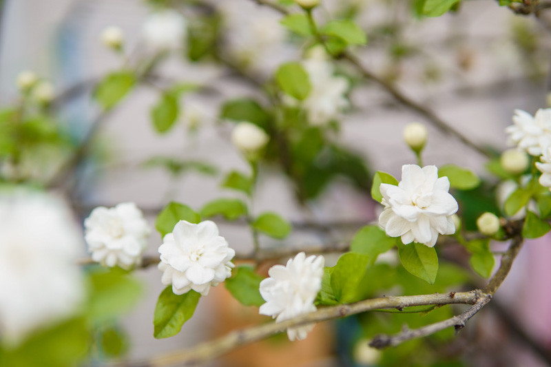 The Elegance of Jasmine Blooms: A Guide to their Beauty and Care