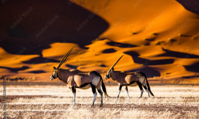 Discovering the Quirky World of the Gemsbok: Nature's Desert Marvel