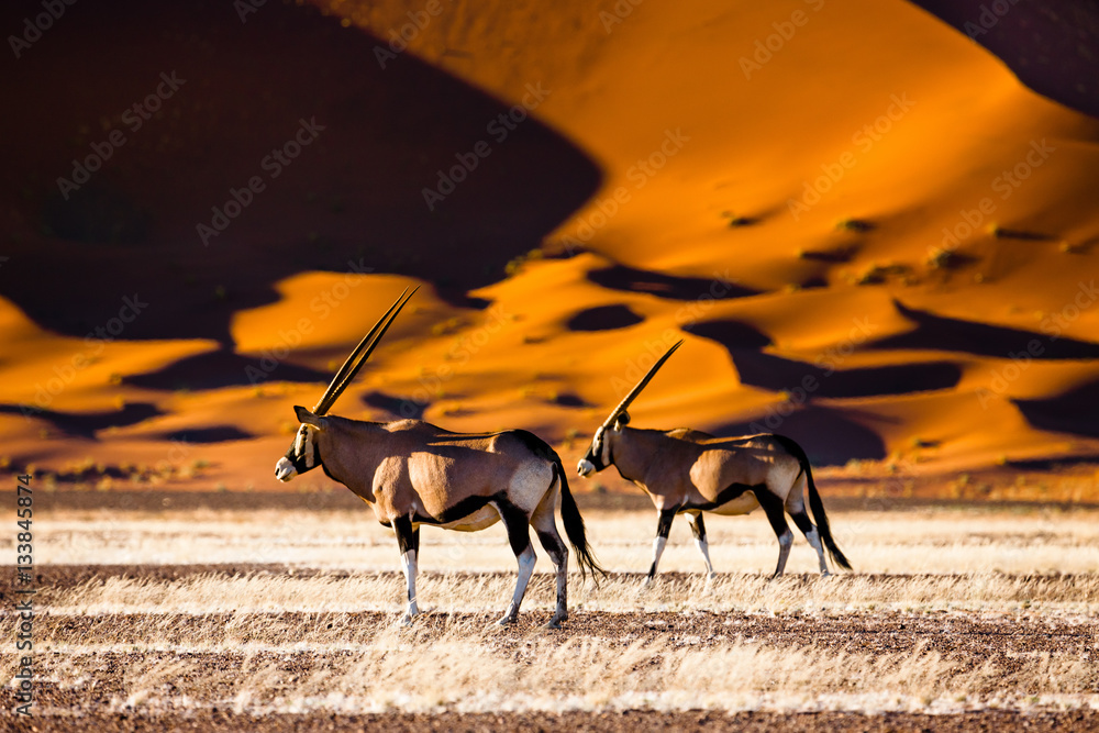 Discovering the Quirky World of the Gemsbok: Nature's Desert Marvel