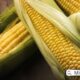 FPO Corn: An In-Depth Guide to Production, Benefits, and Market Opportunities