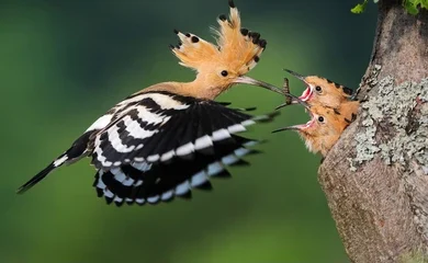 The Majestic Eurasian Hoopoe: A Comprehensive Guide