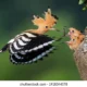 The Majestic Eurasian Hoopoe: A Comprehensive Guide