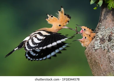 The Majestic Eurasian Hoopoe: A Comprehensive Guide