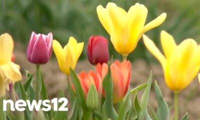 Exploring Wicked’s Tulip Wonderland: A Spectacular Floral Adventure